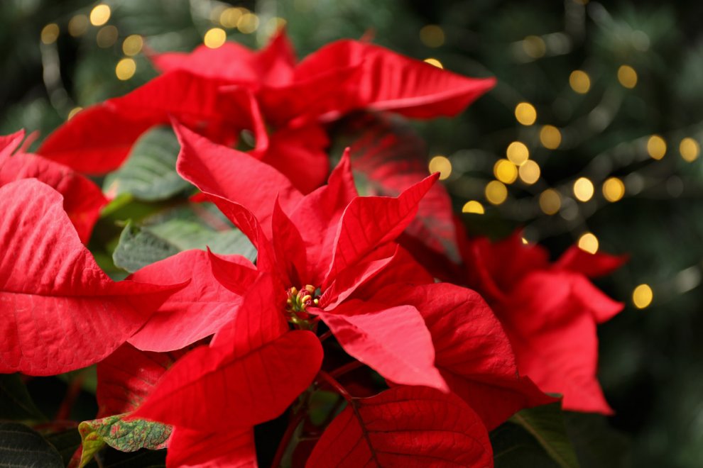 Top Plants for a Colorful Christmas